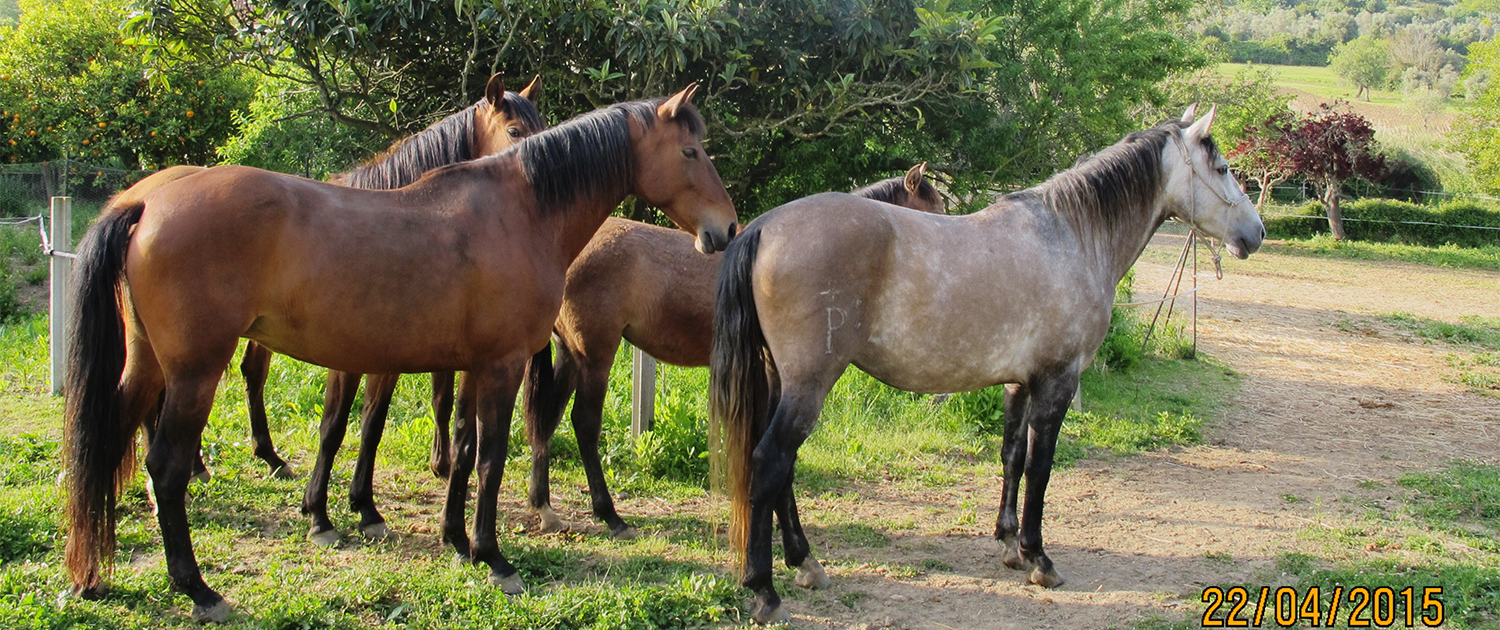 3 - Cavalos Terra Una3